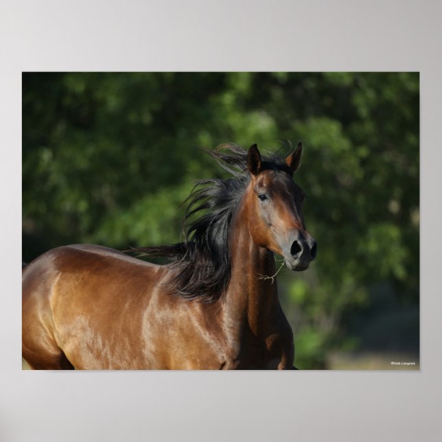 Bob Langrish | Dark Bay Quarter Horse Headshot Poster (Front)