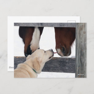 Bob Langrish Dog Licking Horses Nose Postcard