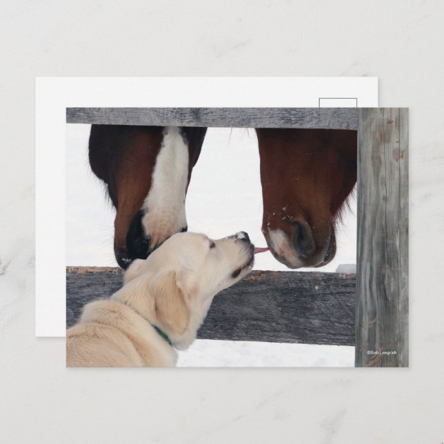 Bob Langrish | Dog Licking Horses Nose Postcard (Front/Back)