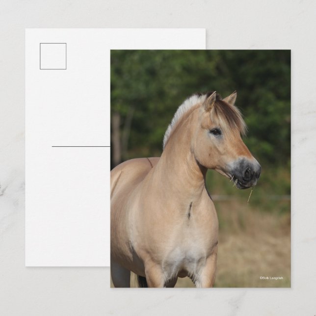 Bob Langrish | Fjord Horse Standing Headshot Postcard (Front/Back)