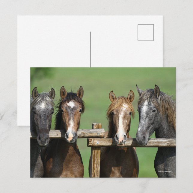 Bob Langrish | Four Andalucian Youngstock At Fence Postcard (Front/Back)