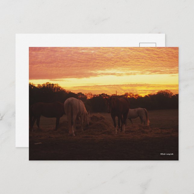 Bob Langrish | Four Horses Grazing at Sunset Postcard (Front/Back)
