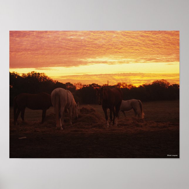Bob Langrish | Four Horses Grazing at Sunset Poster (Front)