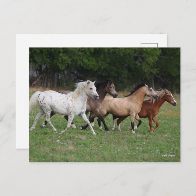 Bob Langrish | Four Ponies Running Together Postcard (Front/Back)