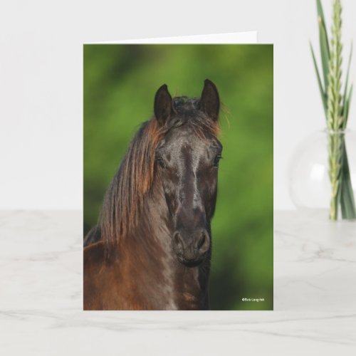 Bob Langrish  Friesian Horse Headshot Card