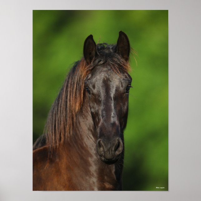 Bob Langrish | Friesian Horse Headshot Poster (Front)