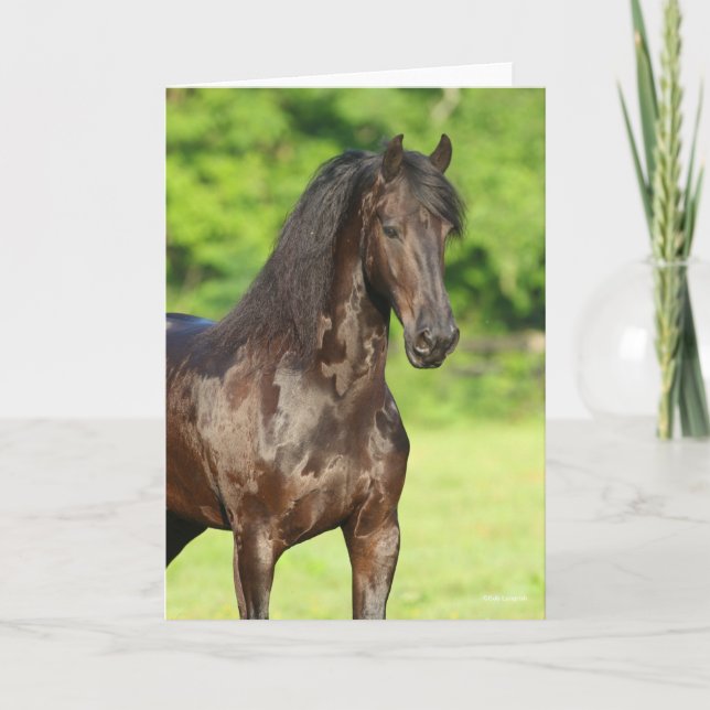 Bob Langrish | Friesian Horse Standing Headshot Card (Front)