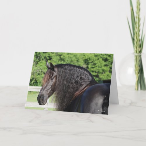 Bob Langrish  Friesian Horse Standing headshot Card