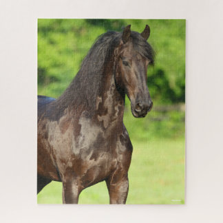 Bob Langrish | Friesian Horse Standing Headshot Jigsaw Puzzle