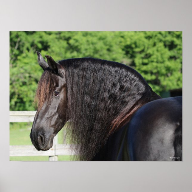 Bob Langrish | Friesian Horse Standing headshot Poster (Front)