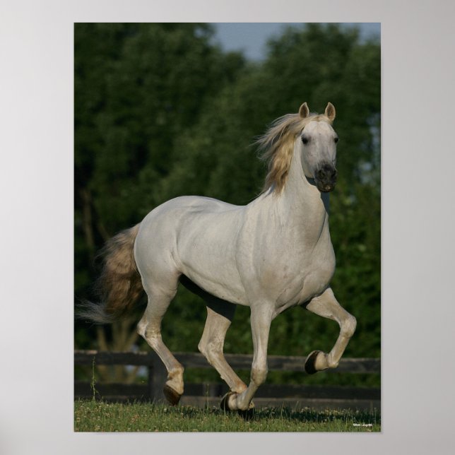 Bob Langrish | Gray Andalucian Running Poster (Front)