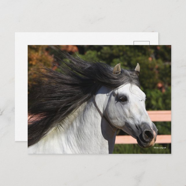Bob Langrish | Gray Andalucian Stallion Headshot 3 Postcard (Front/Back)