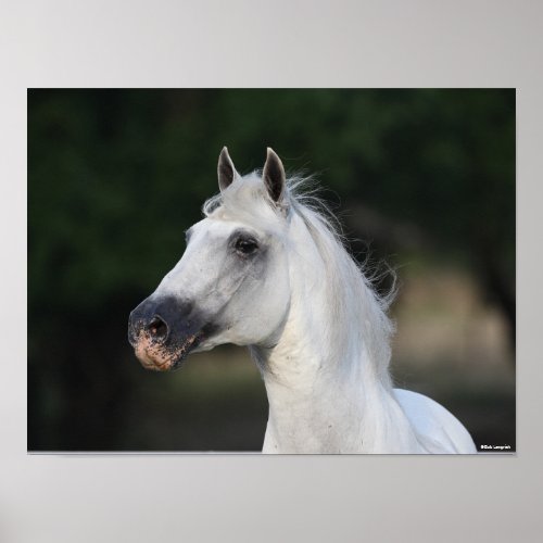 Bob Langrish  Gray Andalucian Stallion Headshot 6 Poster
