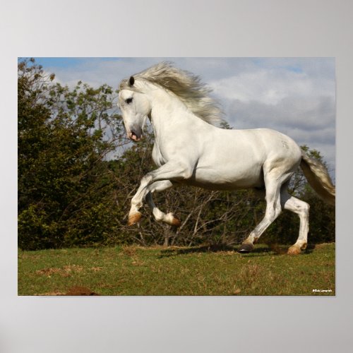 Bob Langrish  Gray Andalucian Stallion Leaping Poster