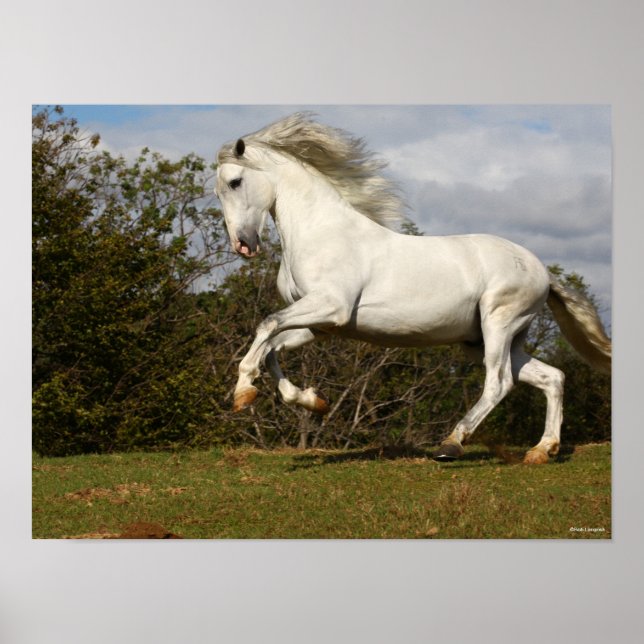Bob Langrish | Gray Andalucian Stallion Leaping Poster (Front)