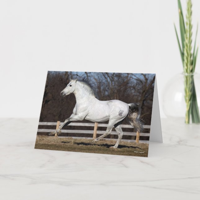 Bob Langrish | Gray Andalucian Stallion Running Card (Front)