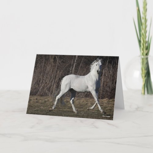 Bob Langrish  Gray Andalucian Stallion Walking Card