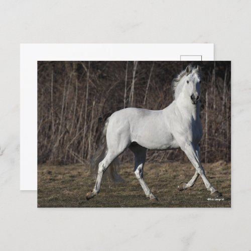 Bob Langrish  Gray Andalucian Stallion Walking Postcard