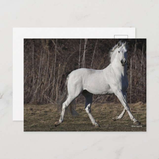 Bob Langrish | Gray Andalucian Stallion Walking Postcard (Front/Back)