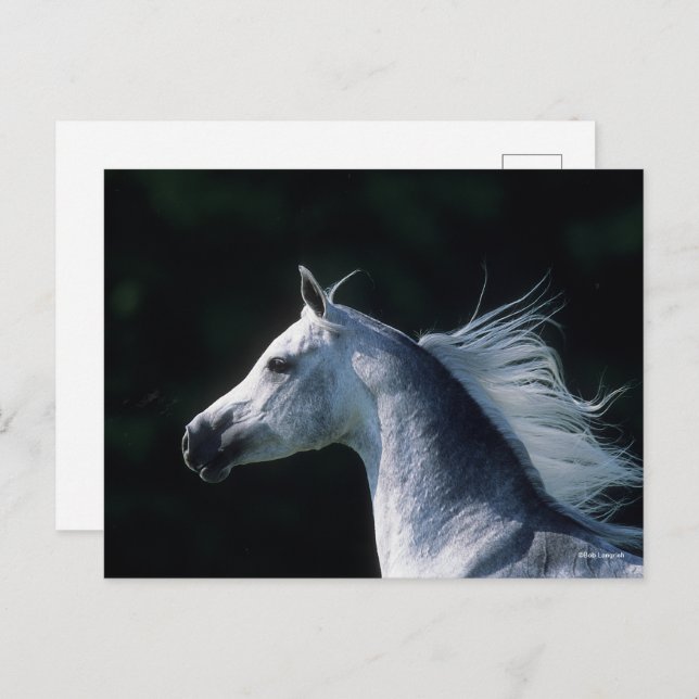 Bob Langrish | Gray Arab Headshot 3 Postcard (Front/Back)