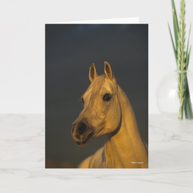 Bob Langrish | Gray Arab Headshot In Sunset Card (Front)