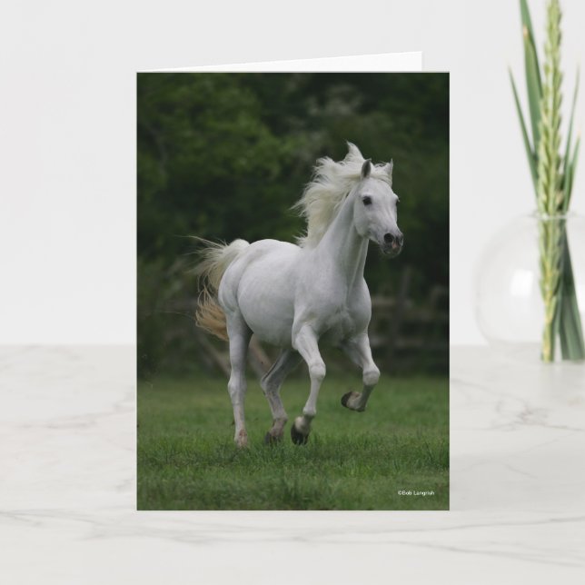 Bob Langrish | Gray Arab Running Mane Flowing Card (Front)