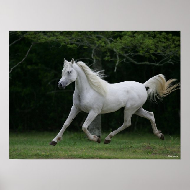 Bob Langrish | Gray Arab Running Poster (Front)