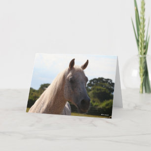 Bob Langrish   Gray Arab Stallion Headshot Backlit Card