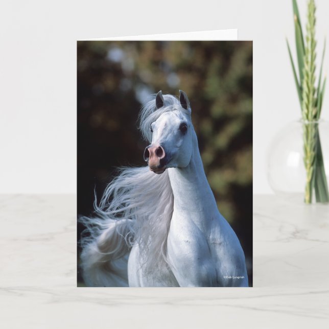 Bob Langrish | Gray Arab Stallion Headshot Card (Front)