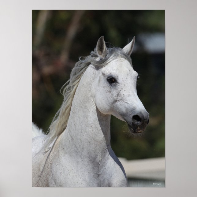 Bob Langrish | Gray Arab Stallion Headshot Poster (Front)