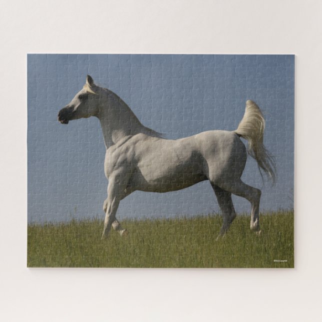 Bob Langrish | Gray Arab Stallion In Field Jigsaw Puzzle (Horizontal)