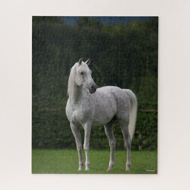 Bob Langrish | Gray Arab Stallion Standing Jigsaw Puzzle (Vertical)