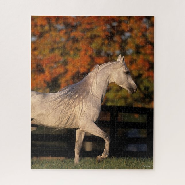 Bob Langrish | Gray Arab Stallion Walking Autumn Jigsaw Puzzle (Vertical)