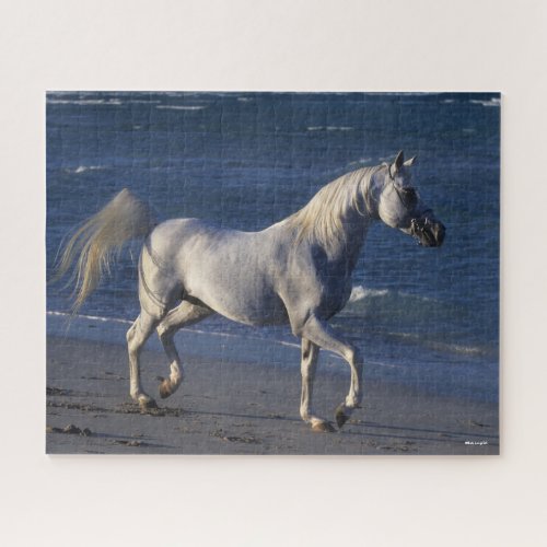 Bob Langrish  Gray Arab Stallion Walking On Beach Jigsaw Puzzle