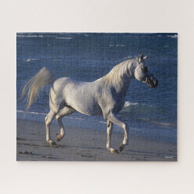 Bob Langrish | Gray Arab Stallion Walking On Beach Jigsaw Puzzle (Horizontal)