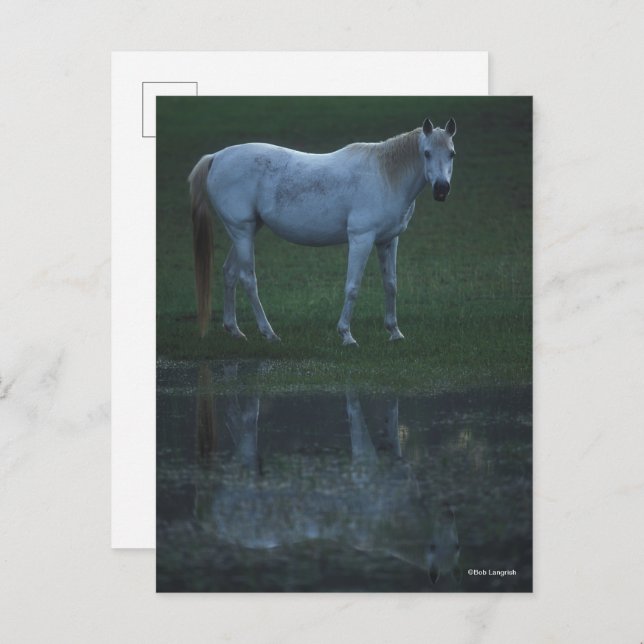 Bob Langrish Gray Arab Standing By Pond Reflection Postcard (Front/Back)