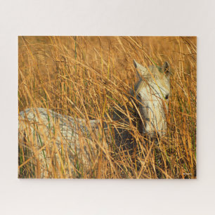 Bob Langrish   Gray Camargue Pony Lying In Reeds Jigsaw Puzzle