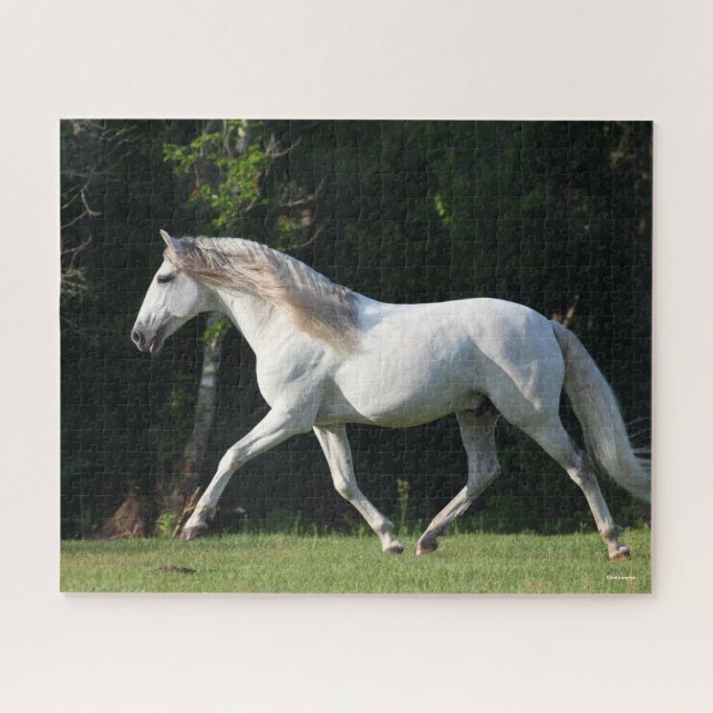 Bob Langrish | Gray Lusitano Stallion Jigsaw Puzzle (Horizontal)