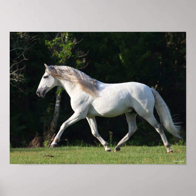 Bob Langrish | Gray Lusitano Stallion Poster (Front)