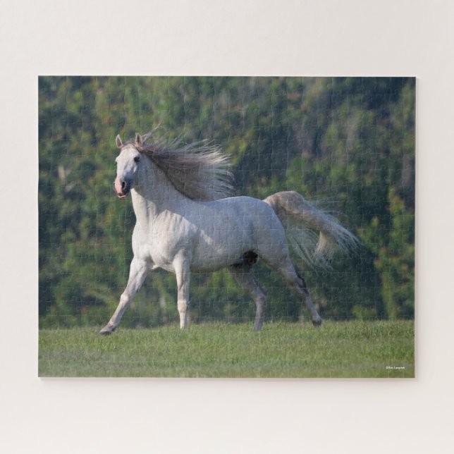 Bob Langrish | Gray Lusitano Stallion Running Jigsaw Puzzle (Horizontal)