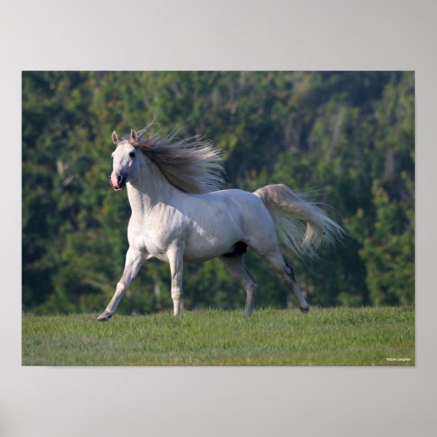 AMBROSIANA GB eye Ltd Friends Polaroids Maxi Poster, 61 x 91.5 cm