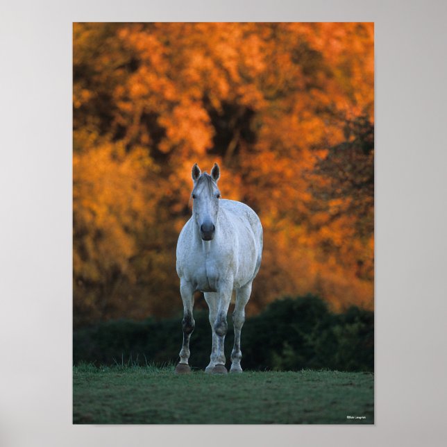 Bob Langrish | Gray Warmblood Standing Autumn Poster (Front)
