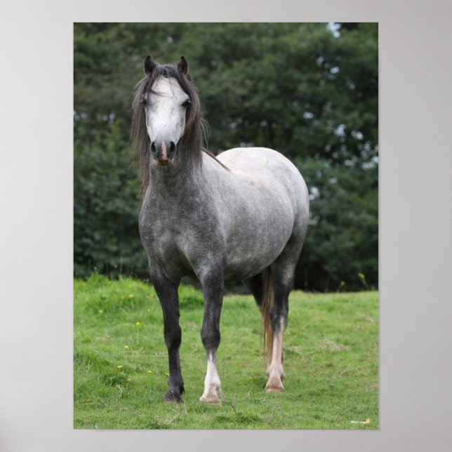 Bob Langrish | Gray Welsh Pony Standing Poster (Front)