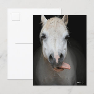 Bob Langrish   Gray Welsh Pony Tongue Out Headshot Postcard