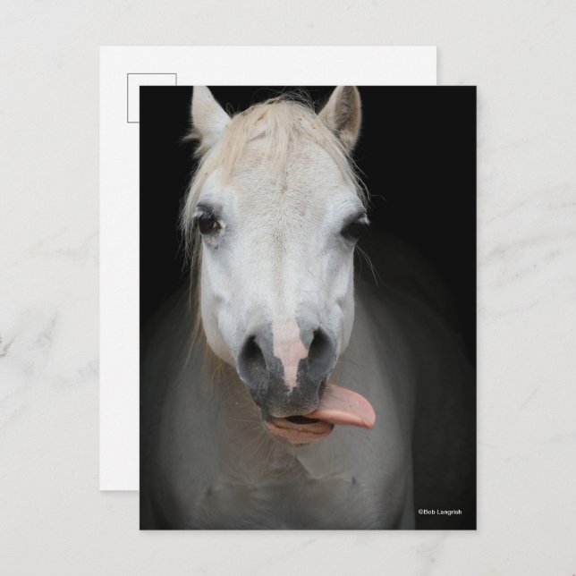 Bob Langrish | Gray Welsh Pony Tongue Out Headshot Postcard (Front/Back)