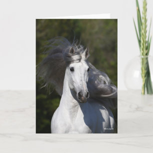 Bob Langrish Grey Andalucian headshot Mane Flowing Card