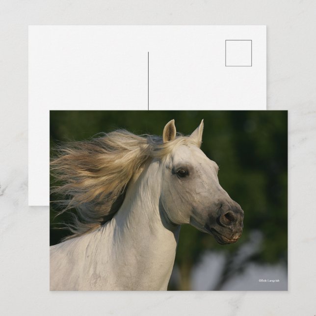 Bob Langrish Grey Andalucian Headshot Mane Flowing Postcard (Front/Back)