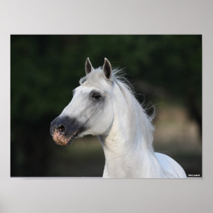 Bob Langrish   Grey Andalucian Stallion Headshot 6 Poster