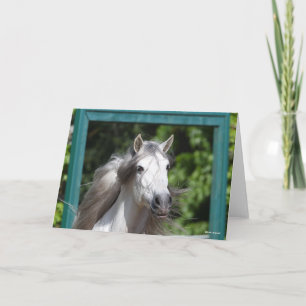 Bob Langrish   Grey Andalucian Stallion Headshot Card
