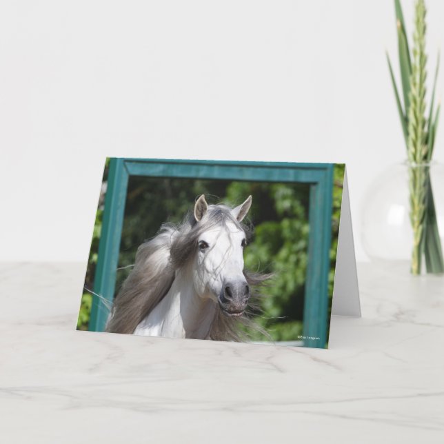 Bob Langrish | Grey Andalucian Stallion Headshot Card (Front)